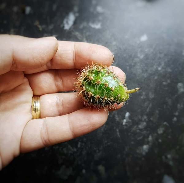 Comment intégrer des plantes succulentes dans une décoration intérieure moderne?